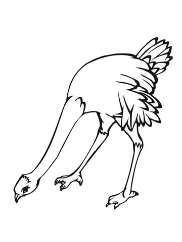 Ostrich Bird Coloring Page